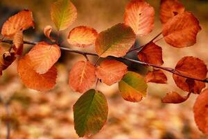 Beautiful autumn background with maple leaves on a black asphalt close up. Colorful Outdoor autumn concept photo