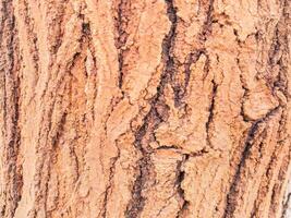 Closeup full frame tree bark texture background photo