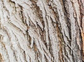Closeup full frame tree bark texture background photo