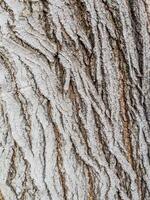 Closeup full frame tree bark texture background photo