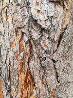 Closeup full frame tree bark texture background photo