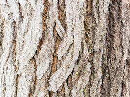 Closeup full frame tree bark texture background photo