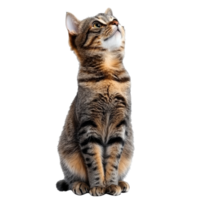 Playful tabby cat sitting and looking up png