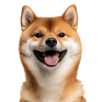 Happy shiba inu posing for a cheerful portrait png
