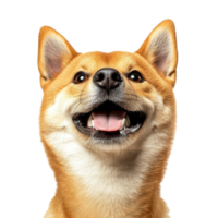 Happy shiba inu with a playful expression png