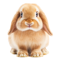 Cute rabbit with fluffy fur and gentle expression png