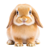 Cute rabbit with fluffy fur sitting calmly png
