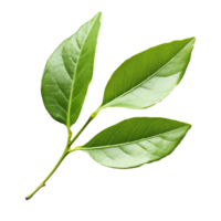 Fresh bay leaves on a clean background png