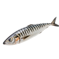 Mackerel fish displayed on a clean surface png