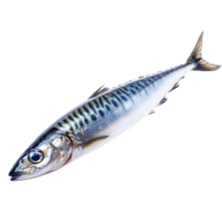 Fresh mackerel ready for preparation and cooking png