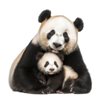 Panda mother and baby cuddling in a joyful moment png