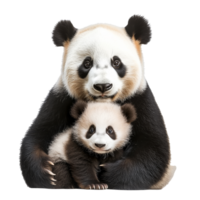 Cute giant panda and cub cuddling together png