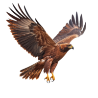 Golden eagle soaring gracefully in bright sky png