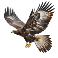Majestic eagle in flight with wings spread wide png