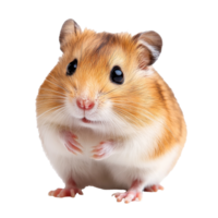 Cute hamster posing on a white background png