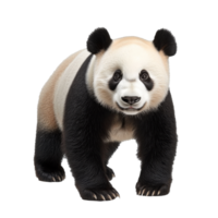 Panda standing in a natural posture in daylight png