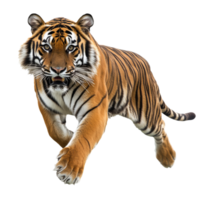 Tiger running through an open landscape in nature png