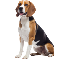Beagle dog sitting calmly and looking forward png