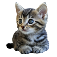 Playful tabby kitten with striking blue eyes png