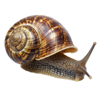 Snail crawling on a surface with patterned shell png
