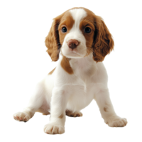 Cute puppy sitting and looking at the camera png
