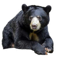 Black bear resting on the ground in a natural pose png