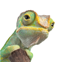 Chameleon perched on a branch in vibrant colors png