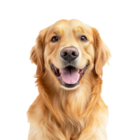 Golden retriever with a friendly expression png