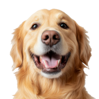 Happy golden retriever with a big smile png