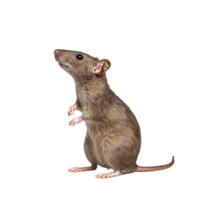 Curious upright rodent in studio png