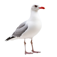 Seagull standing calmly on a white background png