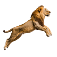 Majestic lion leaps in dynamic motion png