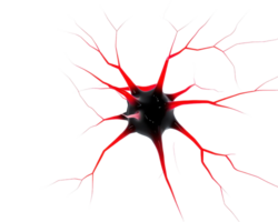 A vivid red neuron with branching extensions, showcasing its intricate structure and connectivity. png