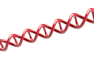 A vibrant red DNA double helix structure showcasing its iconic twisted shape and base pairs. png
