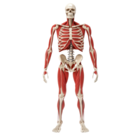 A detailed anatomical model of a human skeleton showcasing muscles and bones in a frontal view. png