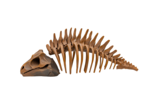 A detailed fossilized skeleton resembling an ancient creature, featuring a prominent skull and elongated spine with distinct vertebrae. png