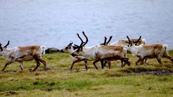 reno manada cruce abierto campo con agua en Islandia video