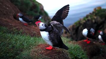 Puffins Perched on Grassy Cliffside with Ocean in Background video
