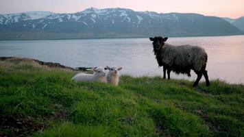 Icelandic Lambs Resting by a Sheep with Snow Capped Mountains video
