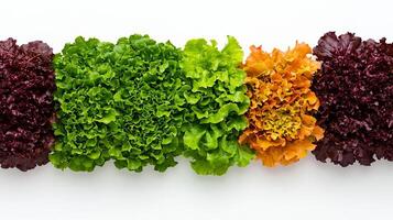 Fresh, vibrant lettuce varieties arranged in a colorful display. photo