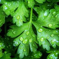Fresh green leaves adorned with droplets of water. photo