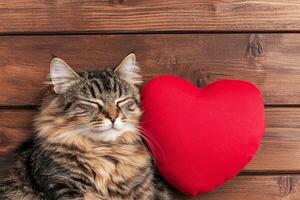 valentine cozy moment. Cat resting beside a red heart pillow on wooden background. photo
