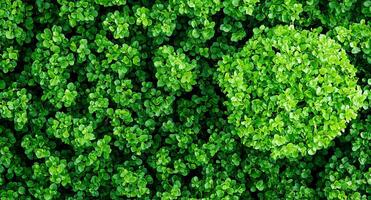 Lush green foliage with varying textures and shapes. photo