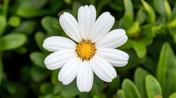 White daisy flower with yellow center against green foliage. photo