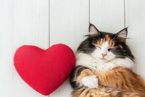valentine cozy moment. Calico cat resting beside a red heart pillow. photo