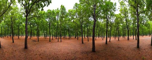Lush forest with tall trees and a ground covered in fallen leaves. photo
