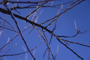 the branches covered with a layer of ice, icicles photo