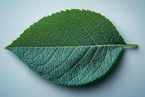 A leaf is shown in its natural form, with a blue tint photo