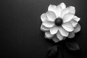 A black and white photo of a white flower