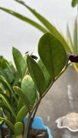Green flies land on plant leaves photo